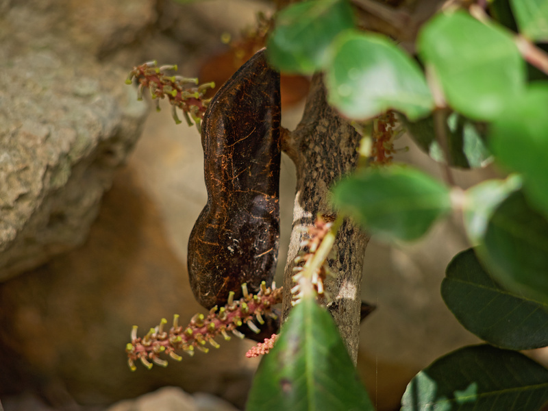 Buskett Gardens, Carob
